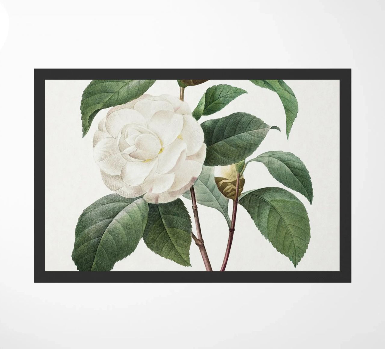 "Camelia bianca" (1827) di Pierre-Joseph Redouté zerbino da Vintage Botanical Prints