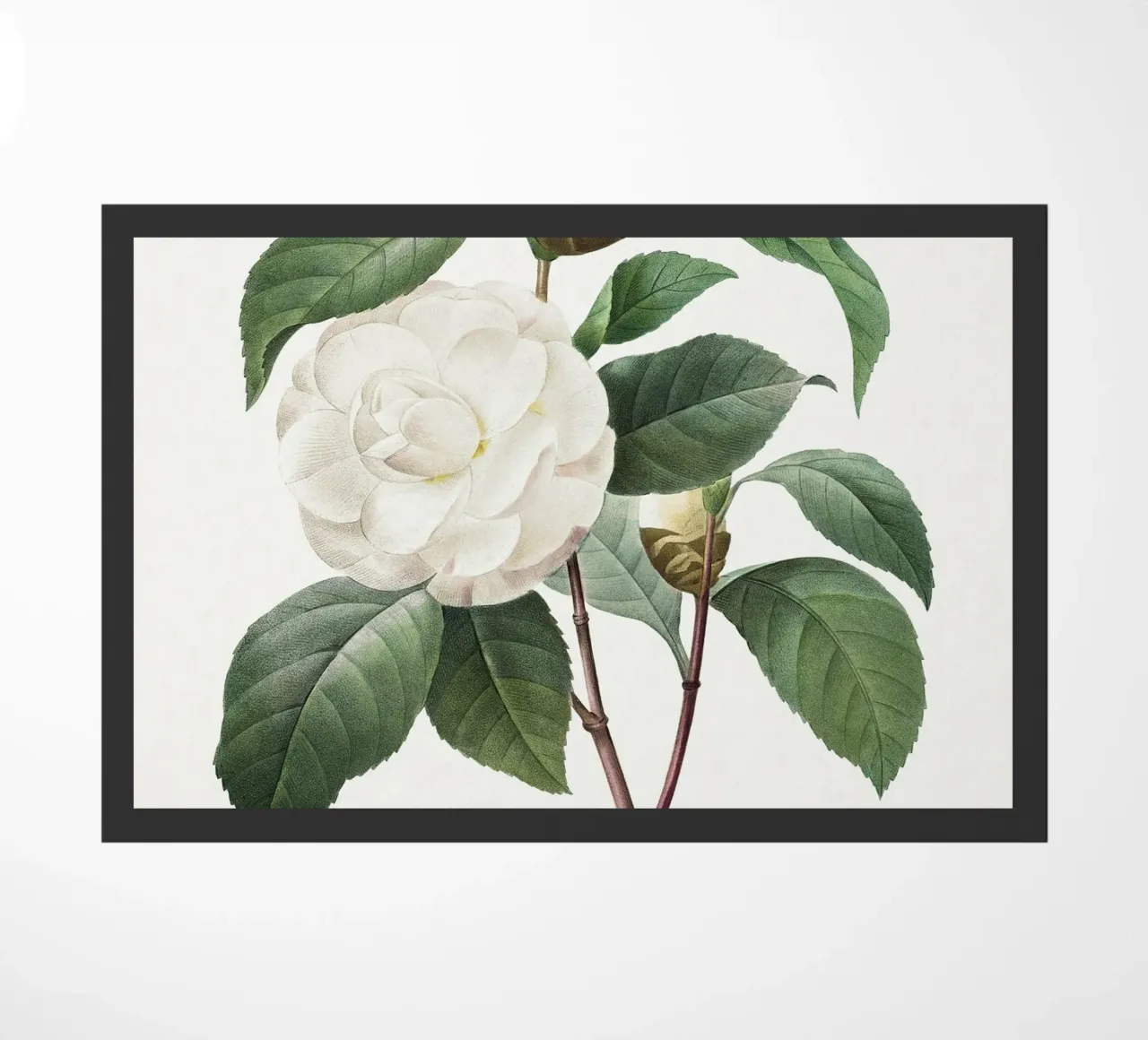"Camelia bianca" (1827) di Pierre-Joseph Redouté zerbino da Vintage Botanical Prints