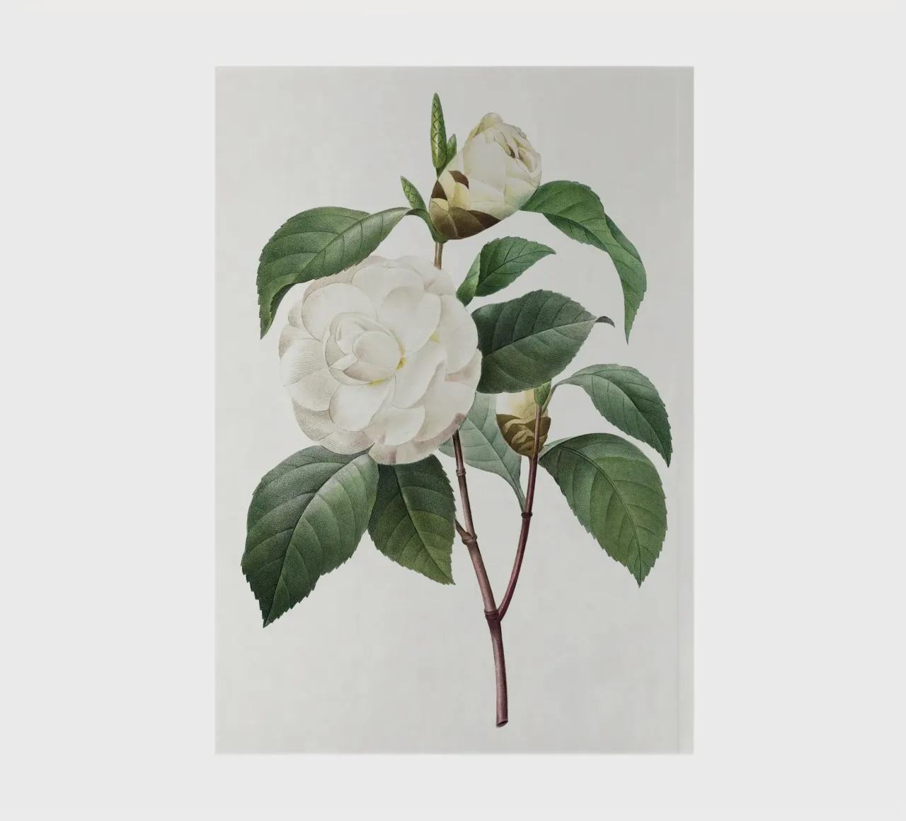 "White Camellia" (1827) by Pierre-Joseph Redouté notebook by Vintage Botanical Prints