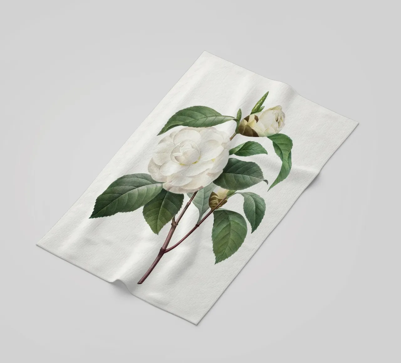 "Camelia bianca" (1827) di Pierre-Joseph Redouté telo mare da Vintage Botanical Prints