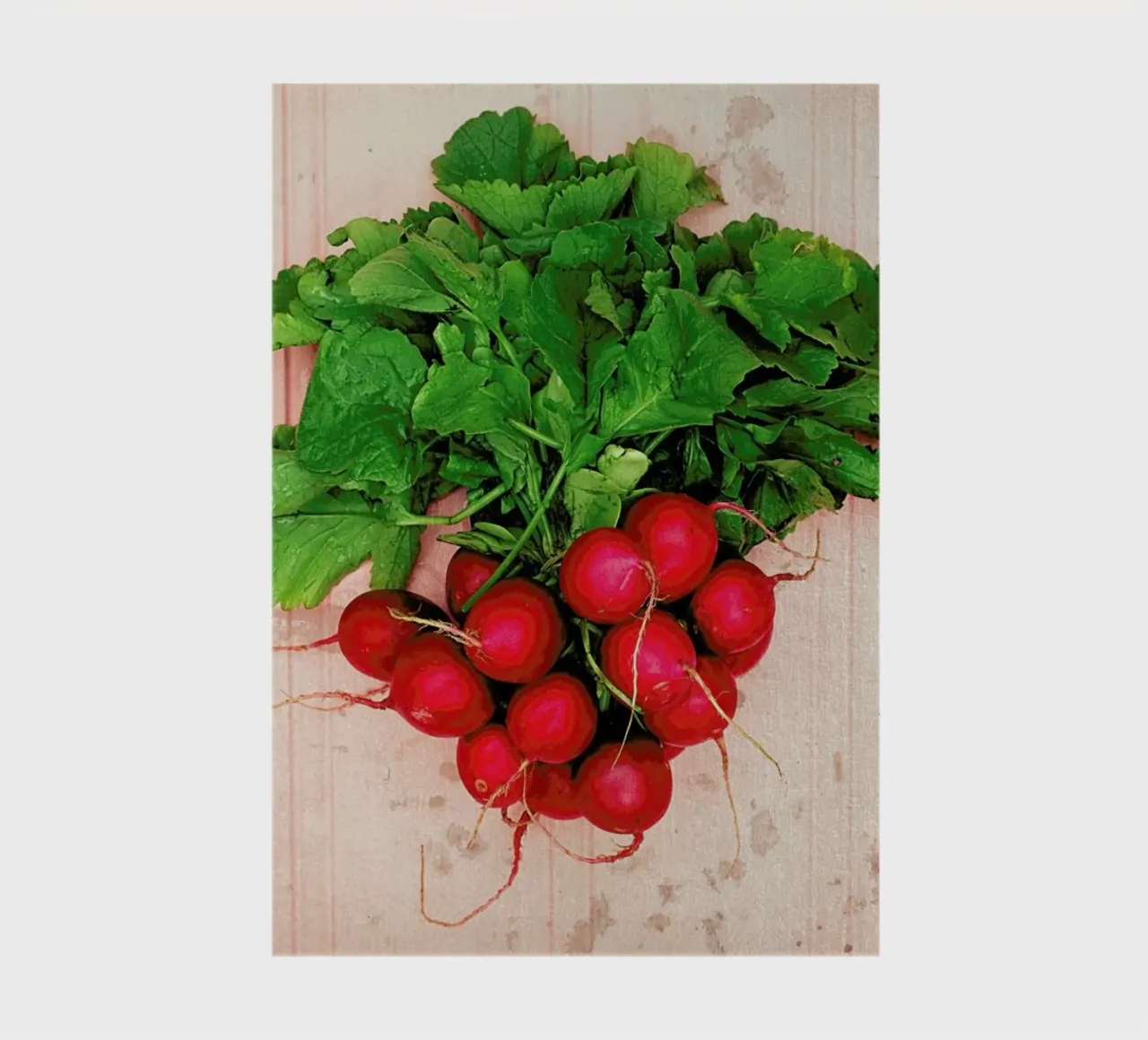 Radishes notebook by Keri Bevan