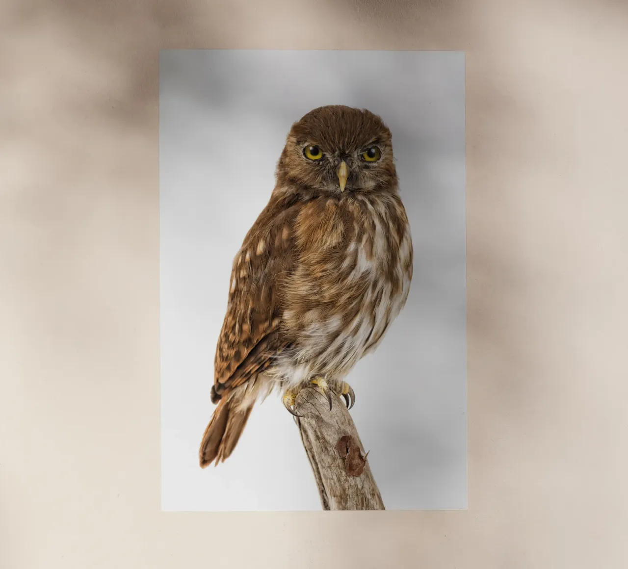 Tiny Wonder: Little Owl pellicola backlit da Curious Collections by Marielle Leenders