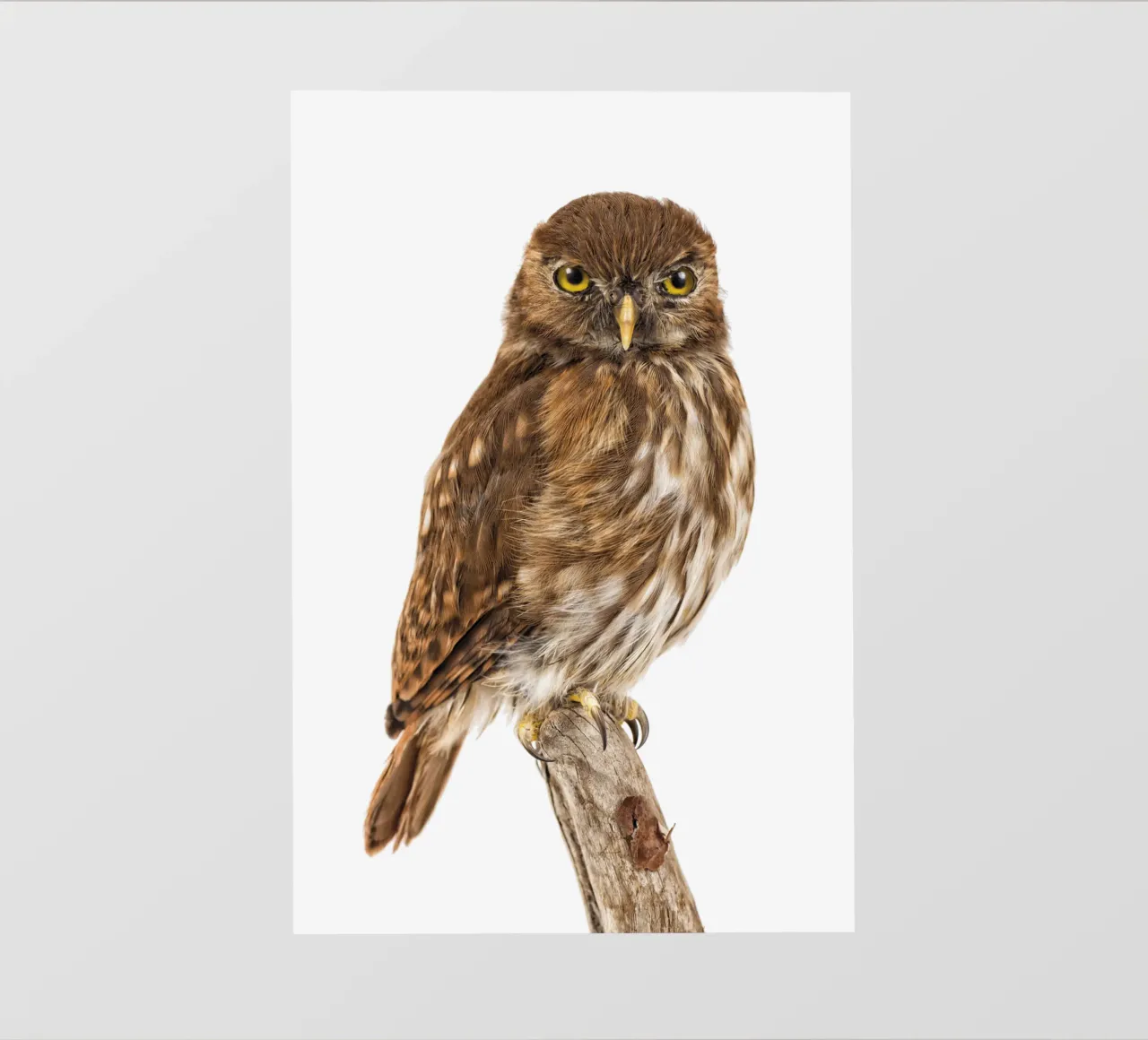 Tiny Wonder: Little Owl telo in pvc da Curious Collections by Marielle Leenders