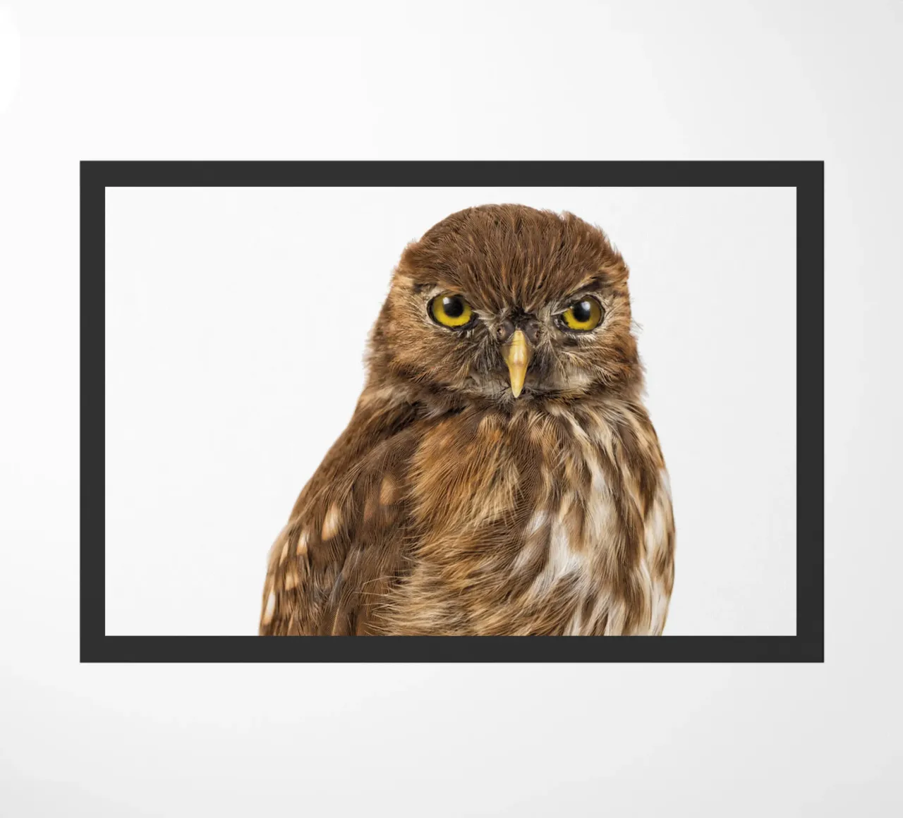 Tiny Wonder: Little Owl zerbino da Curious Collections by Marielle Leenders