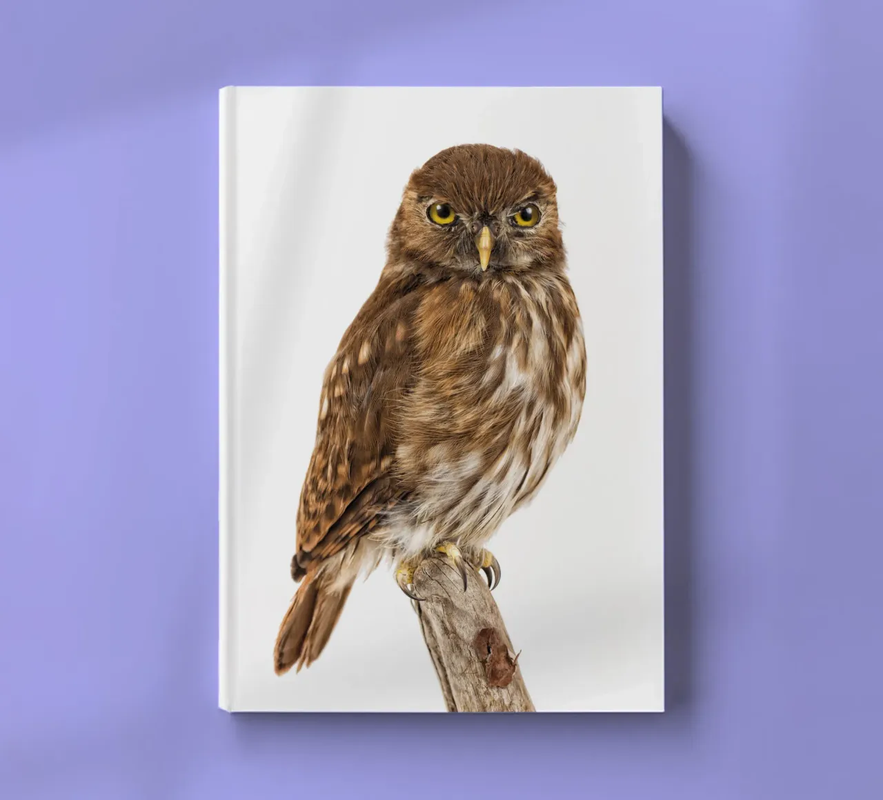 Tiny Wonder: Little Owl notebook by Curious Collections by Marielle Leenders