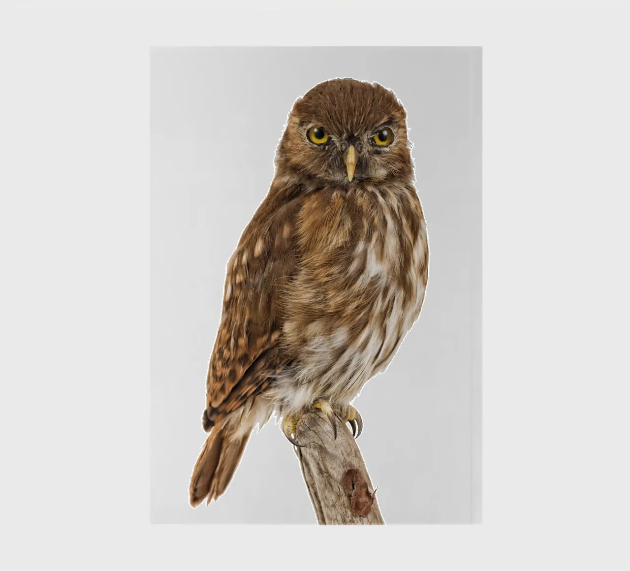 Tiny Wonder: Little Owl notebook by Curious Collections by Marielle Leenders