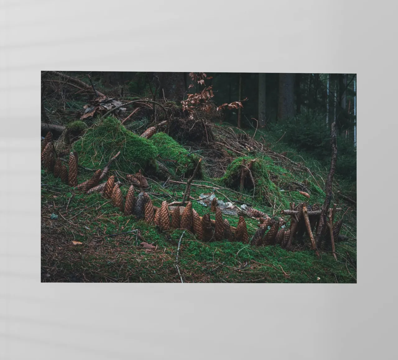 Piccola struttura fatta di muschio e pigne nella foresta della Turingia pellicola backlit da Marcus Beckert | Fotografie