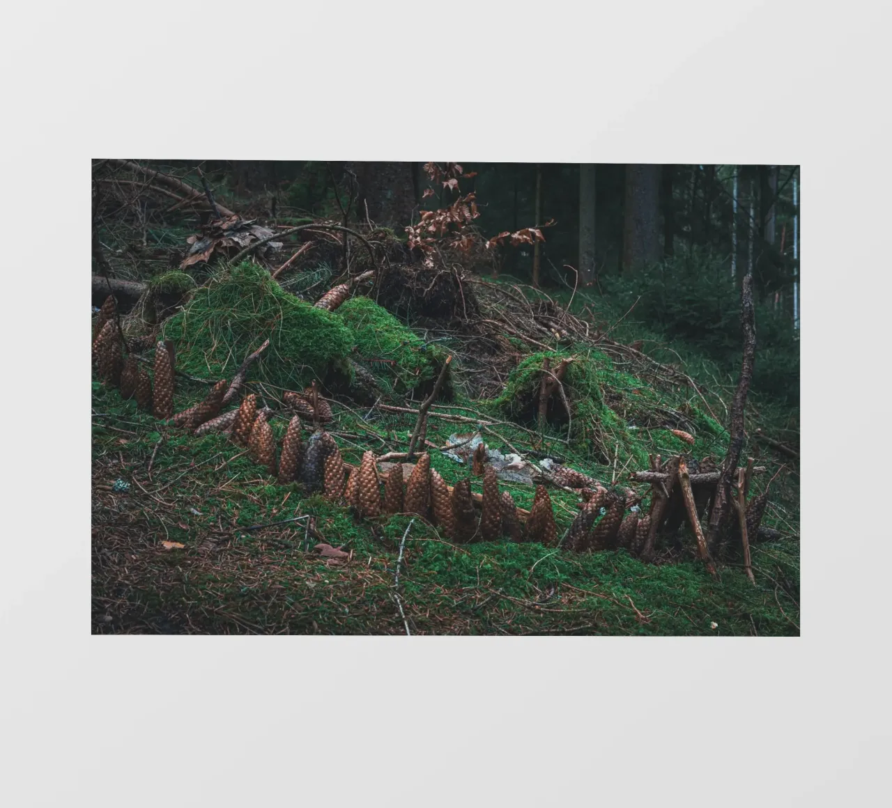 Piccola struttura fatta di muschio e pigne nella foresta della Turingia pellicola backlit da Marcus Beckert | Fotografie