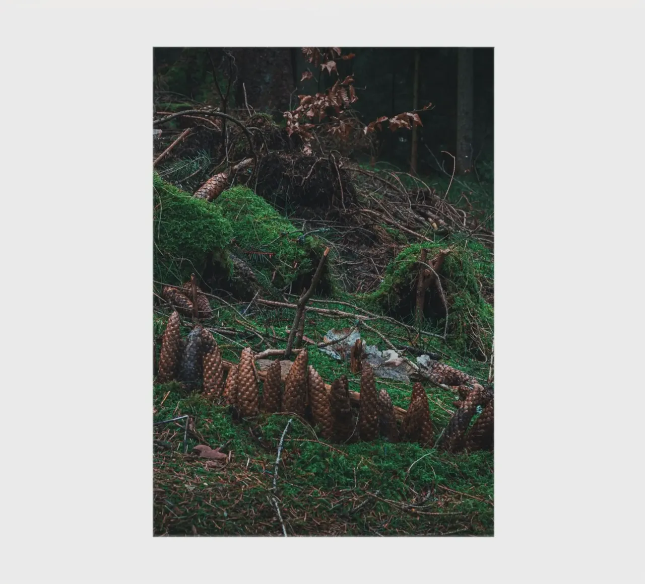 Small structure made of moss and pine cones in the Thuringian Forest notebook by Marcus Beckert | Fotografie