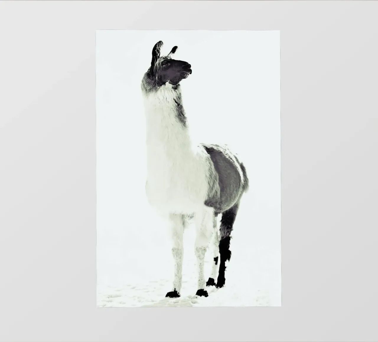Lama soffice pellicola backlit da Monika Strigel