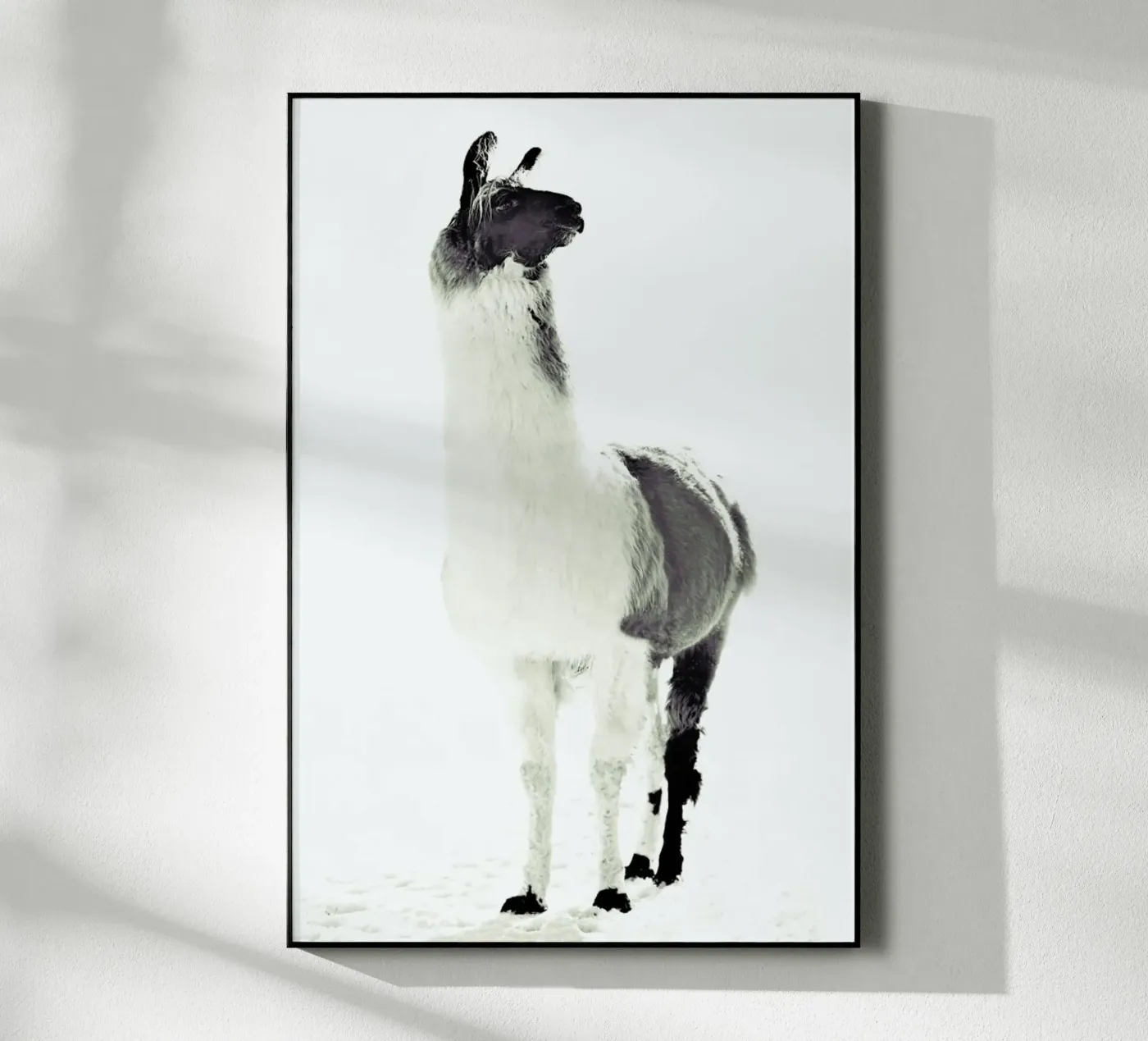Fluffy Lama plexiglas de Monika Strigel