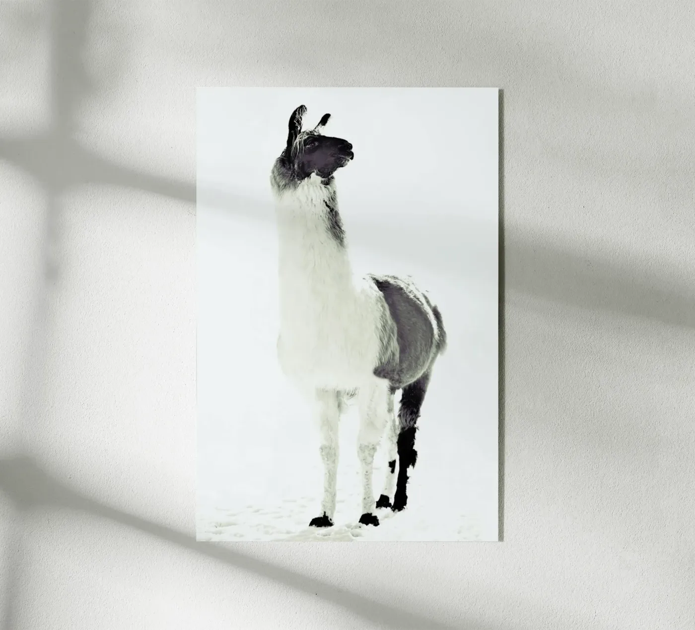 Fluffy Lama plexiglas de Monika Strigel