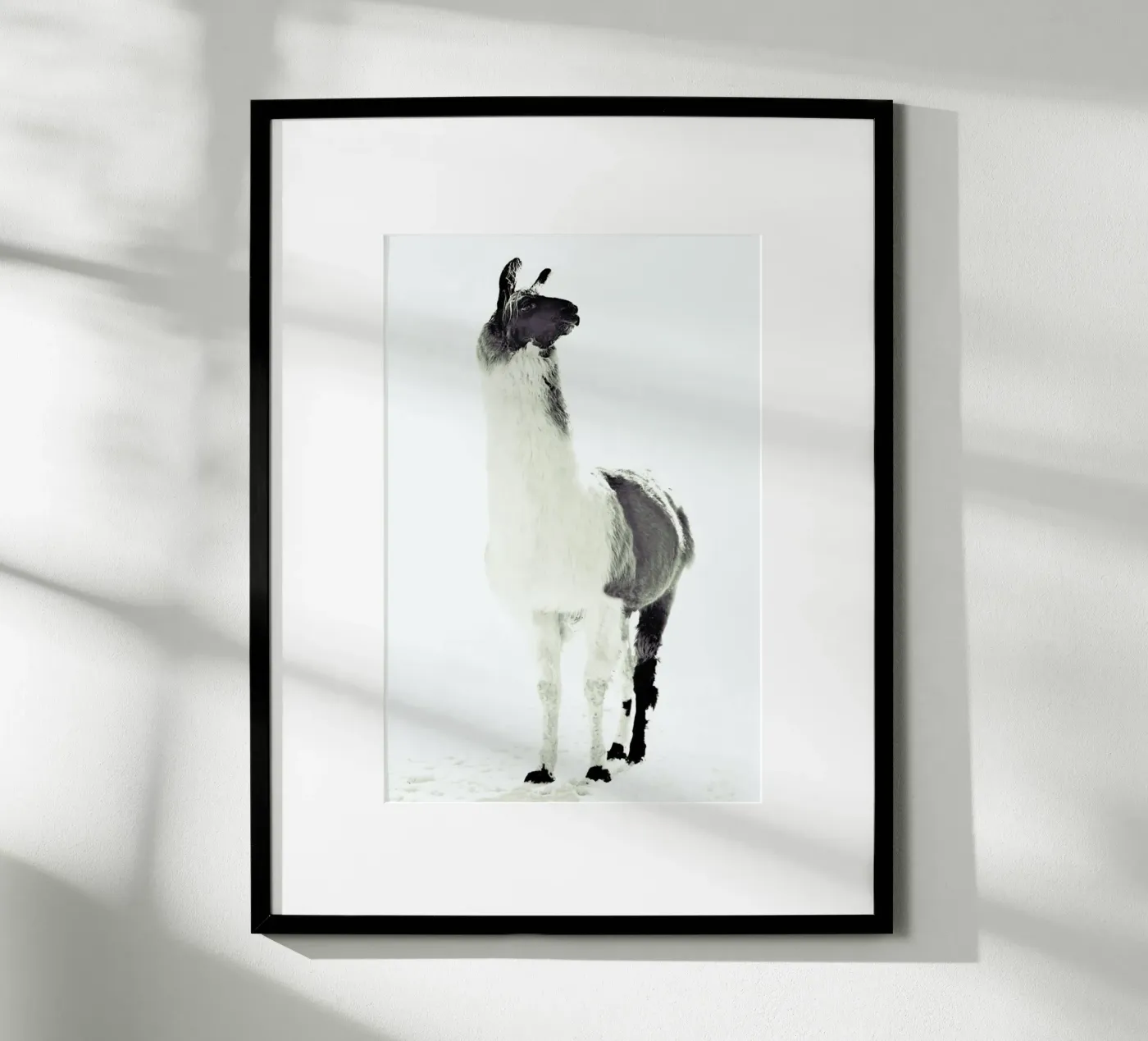 Lama soffice poster da Monika Strigel