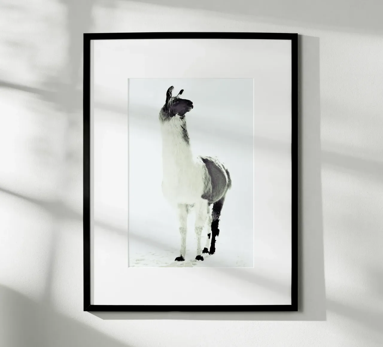 Lama soffice poster da Monika Strigel