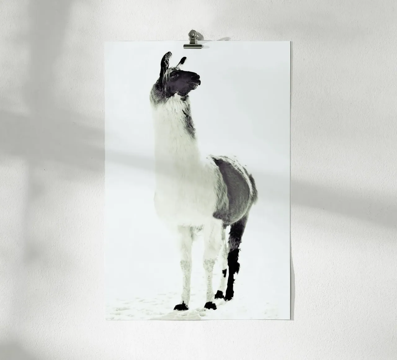 Lama soffice poster da Monika Strigel