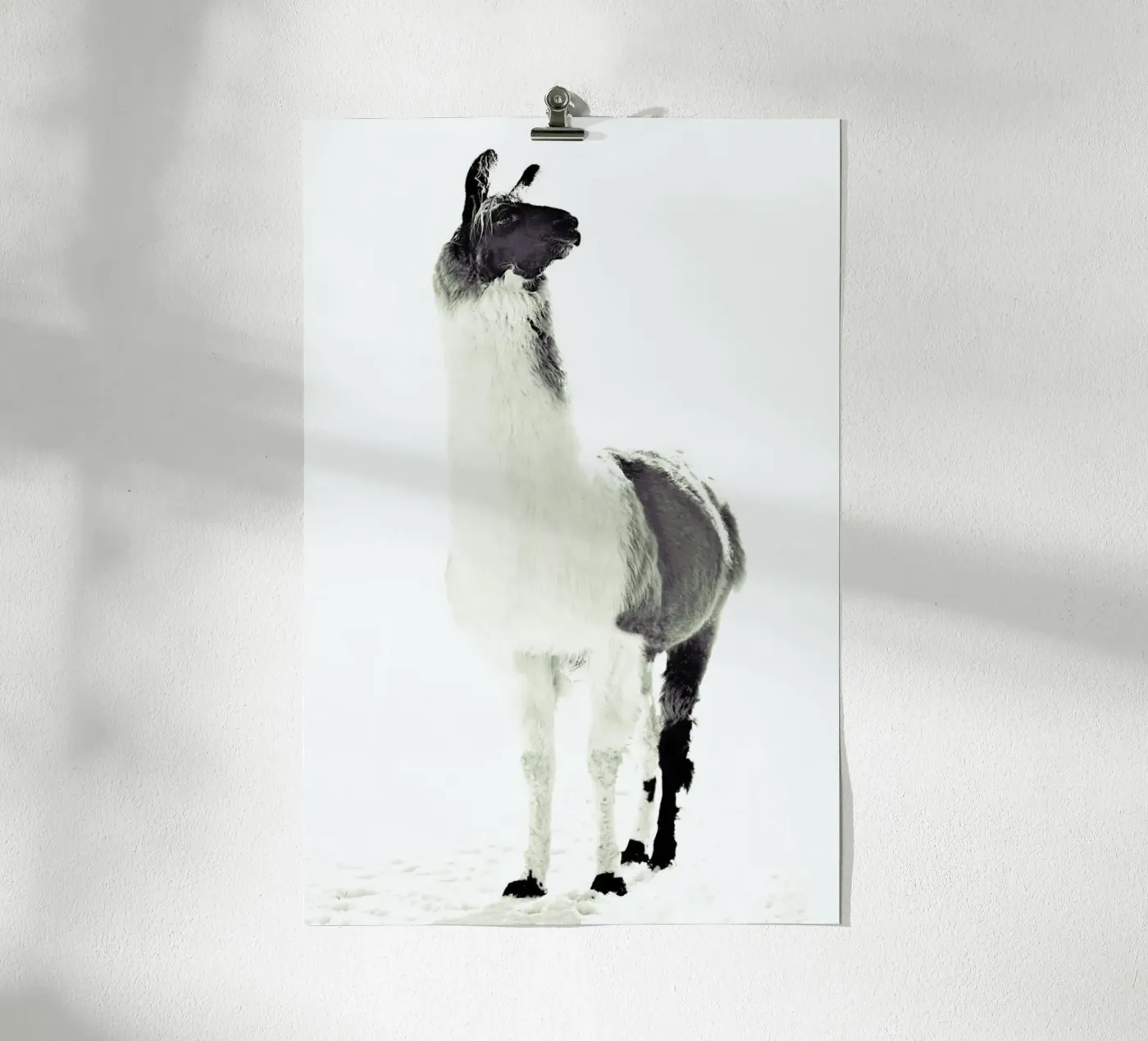 Lama soffice poster da Monika Strigel