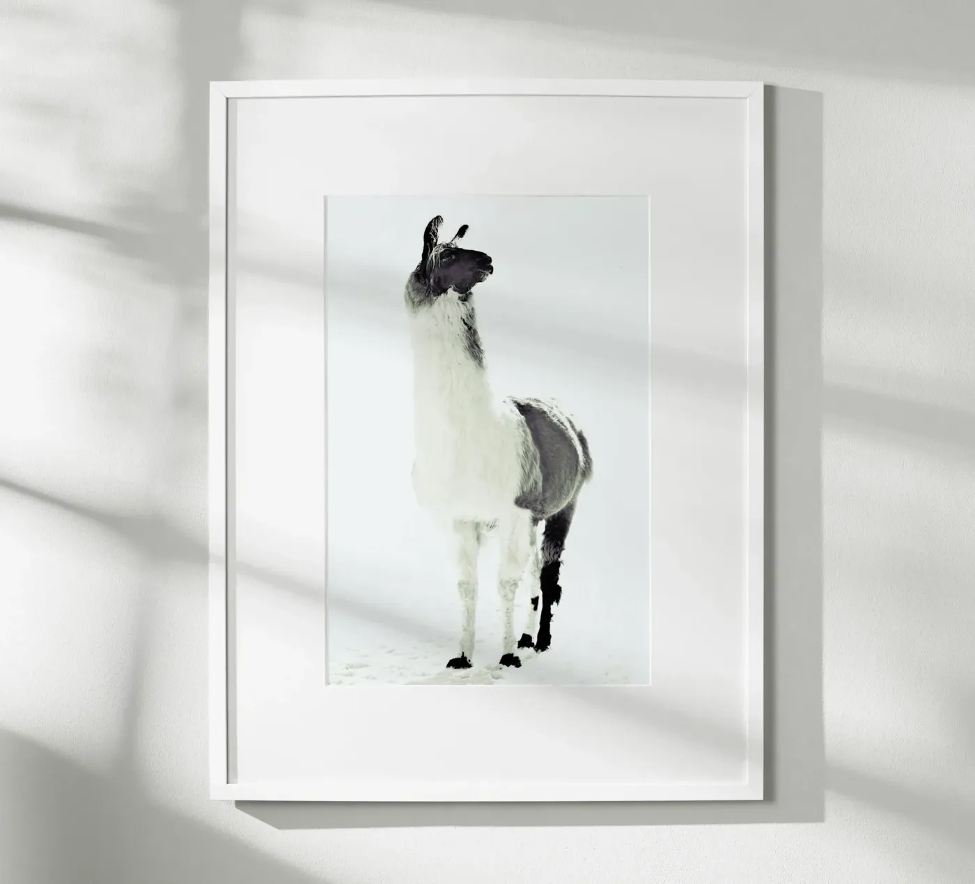 Lama soffice poster da Monika Strigel