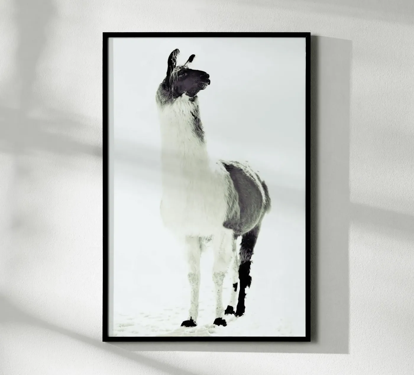 Lama soffice poster da Monika Strigel