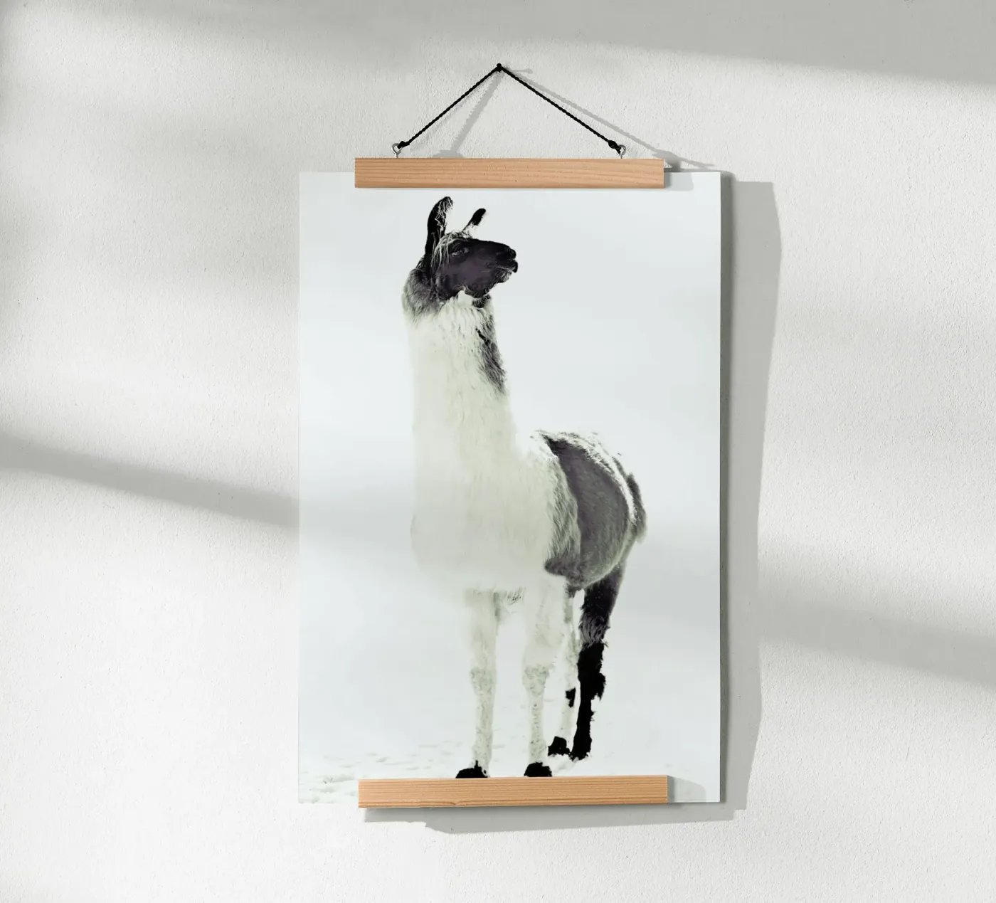 Lama soffice poster da Monika Strigel