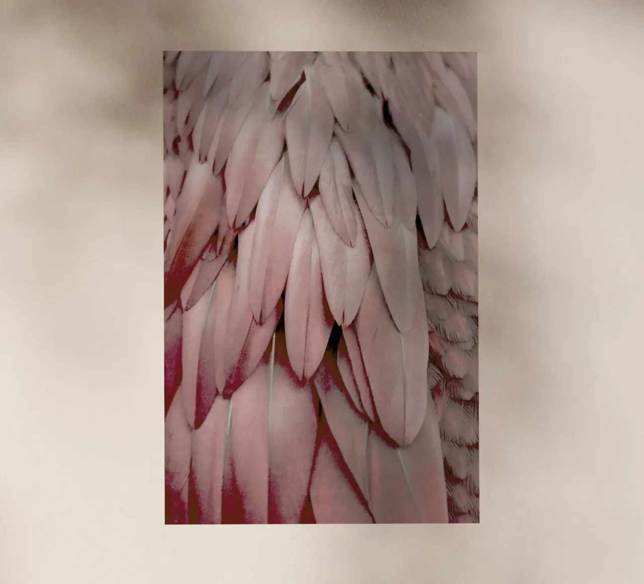 Pastel Feathers pellicola backlit da Monika Strigel