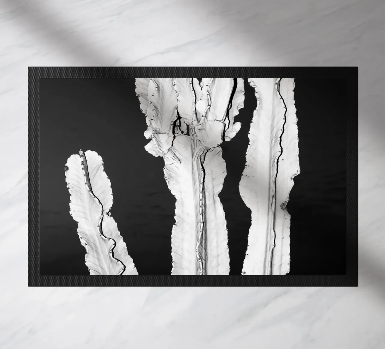 Cactus zerbino da rafael campezato