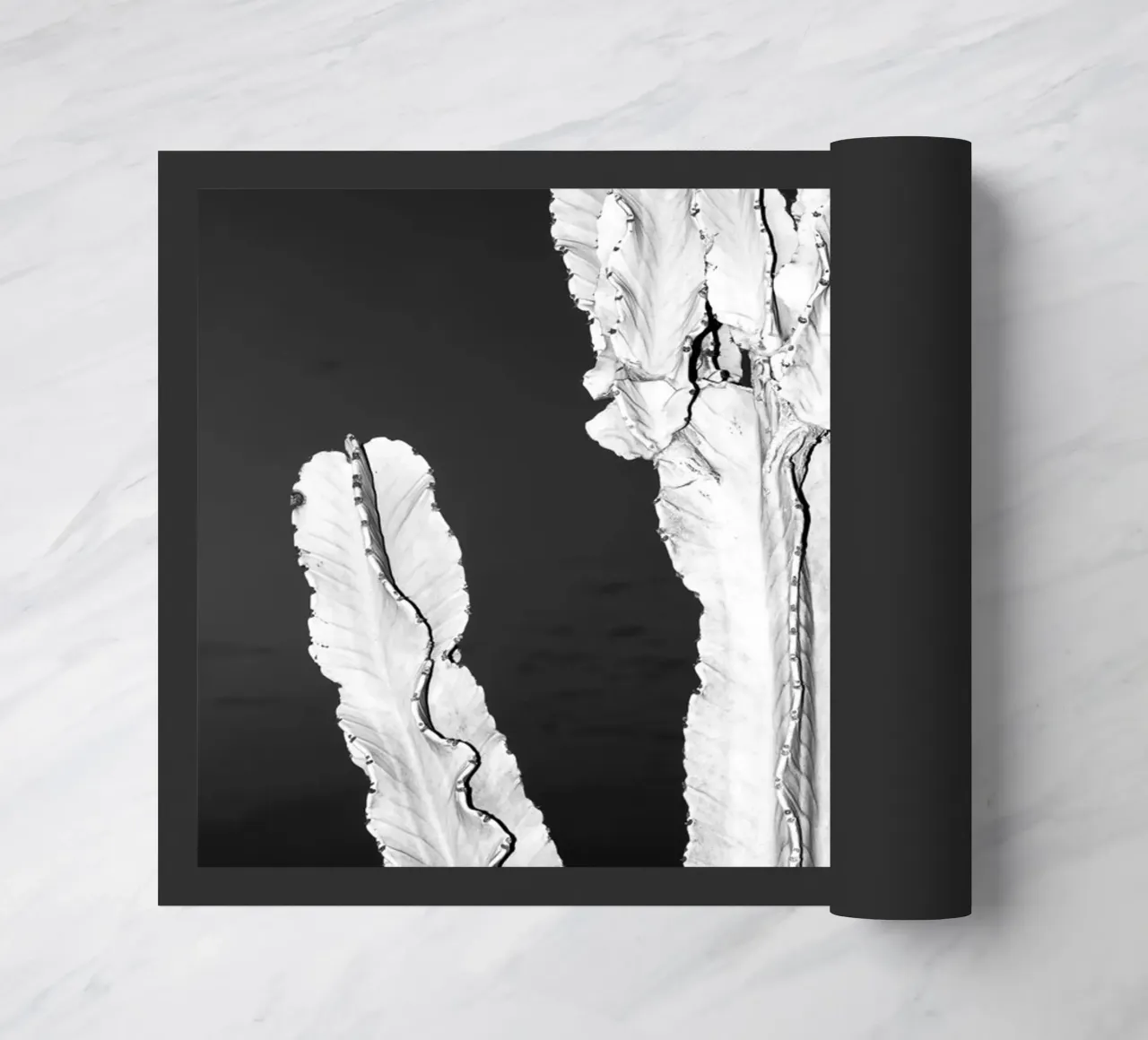 Cactus zerbino da rafael campezato