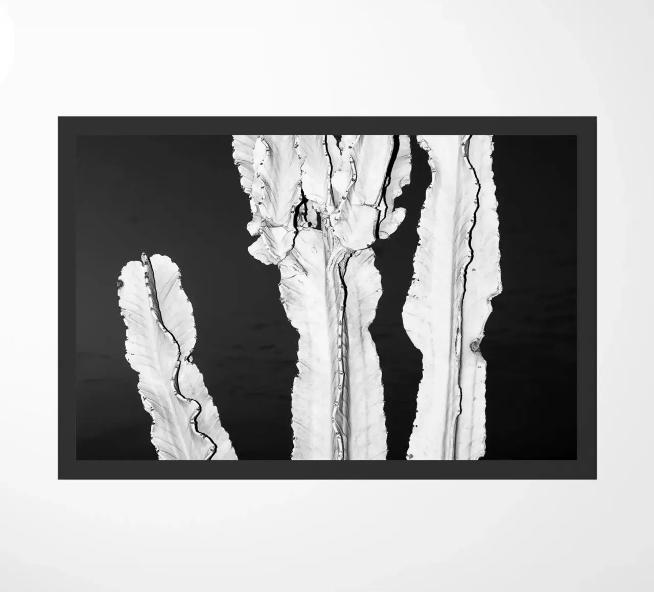 Cactus zerbino da rafael campezato