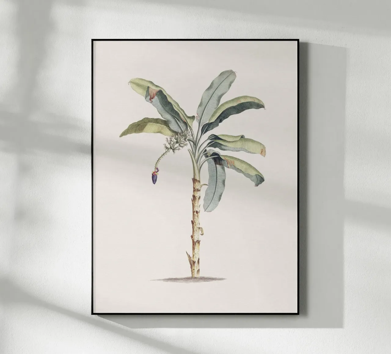 Banana Tree no. 1 plexiglass da apoloprints