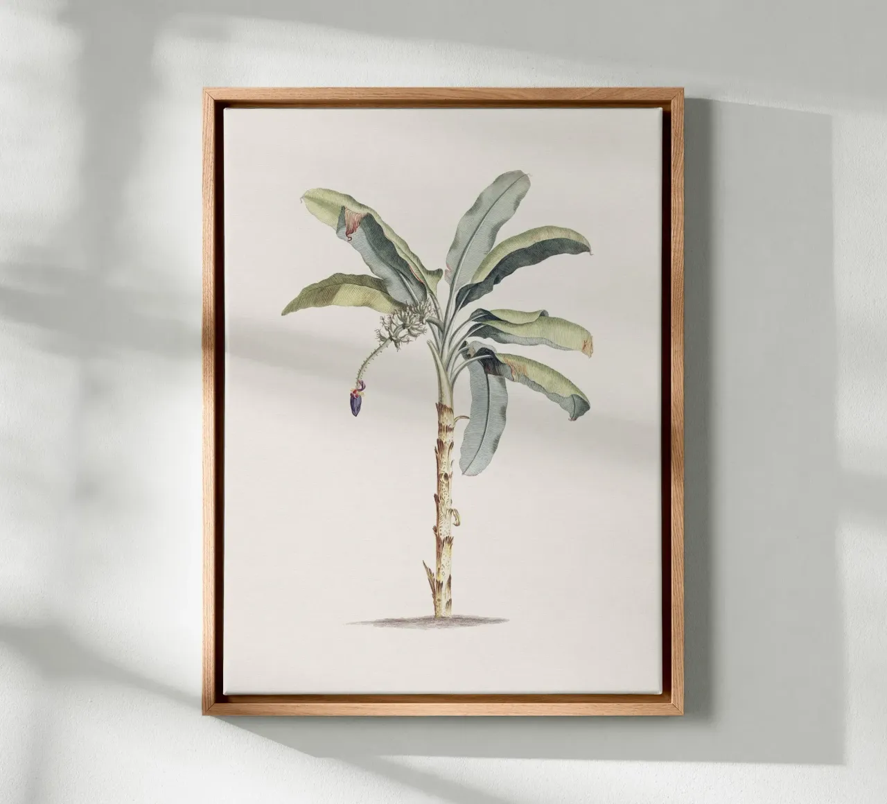 Banana Tree no. 1 tela con Cornice a cassetta da apoloprints