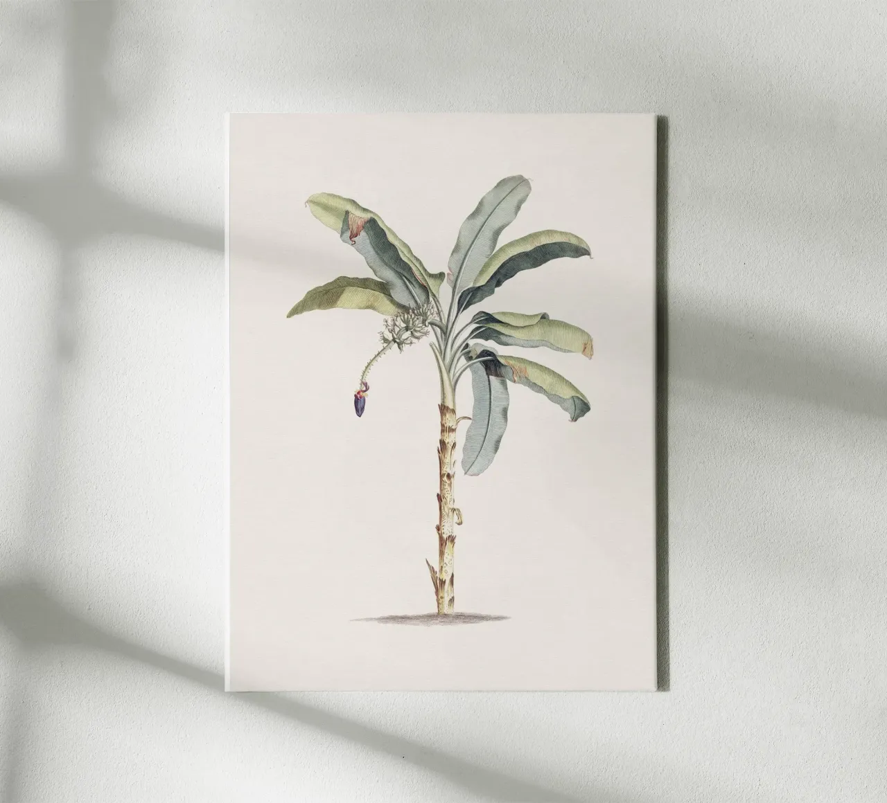 Banana Tree no. 1 tela con Cornice a cassetta da apoloprints