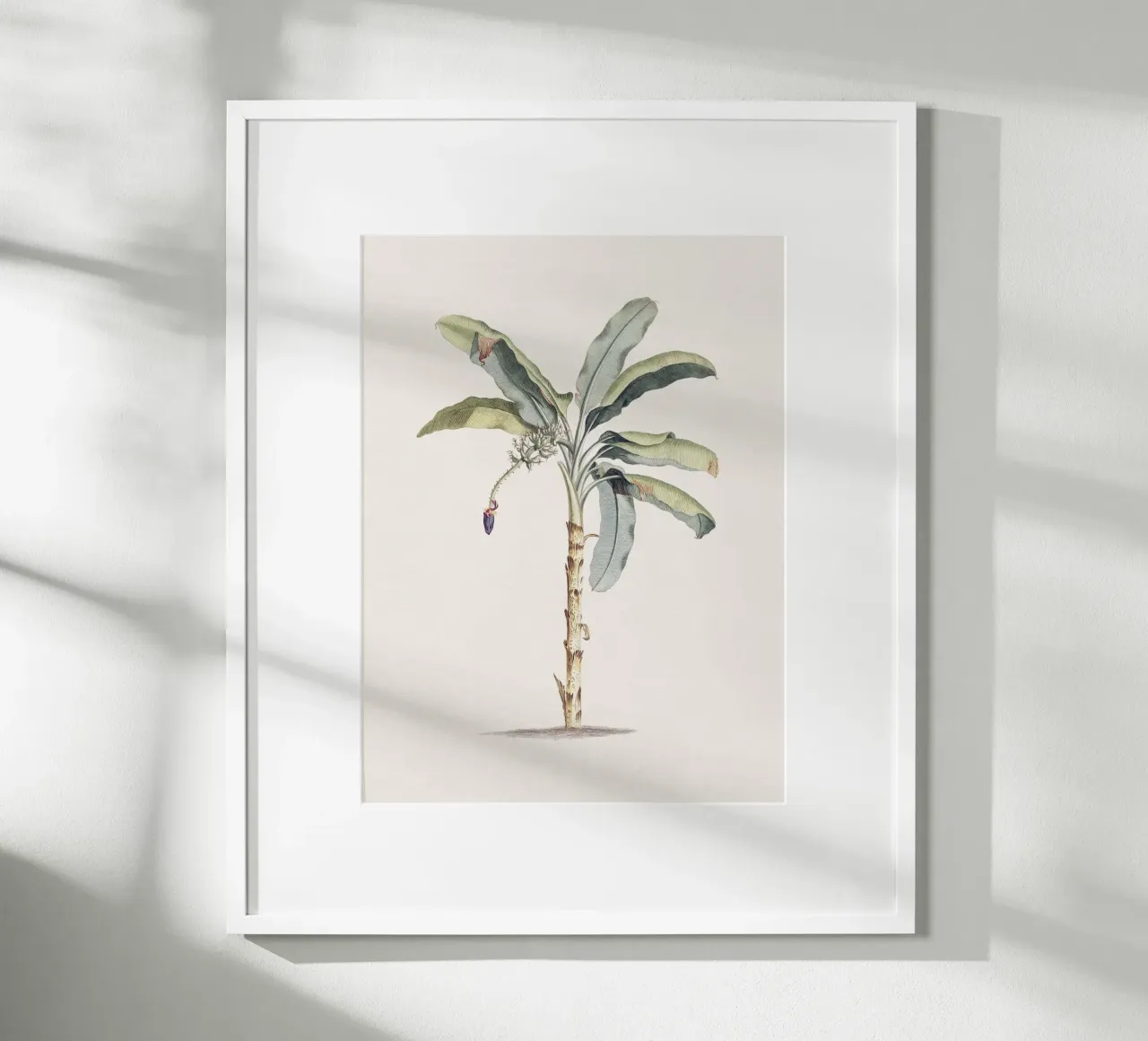 Banana Tree no. 1 carta hahnemühle da apoloprints