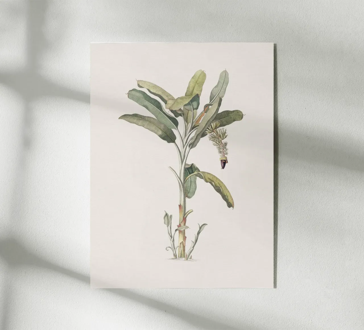 Banana Tree no. 2 plexiglass da apoloprints