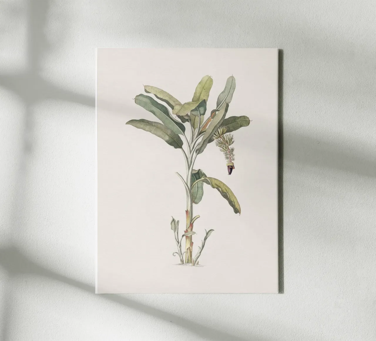 Banana Tree no. 2 canvas van apoloprints