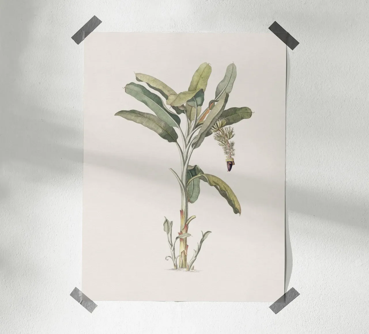 Banana Tree no. 2 carta hahnemühle da apoloprints