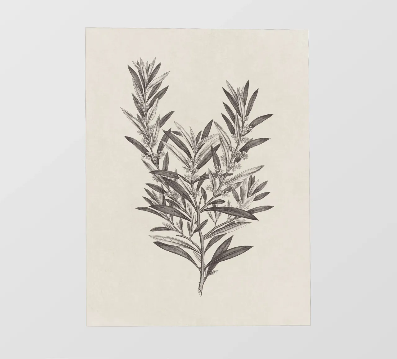 Olive Branch Sketch no. 4 pellicola backlit da apoloprints