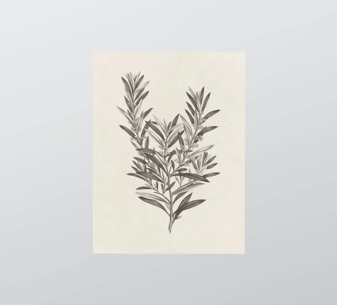 Olive Branch Sketch no. 4 adesivo da apoloprints