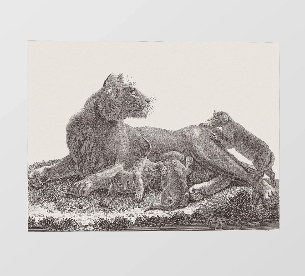 Lioness and whelps sketch pellicola backlit da apoloprints