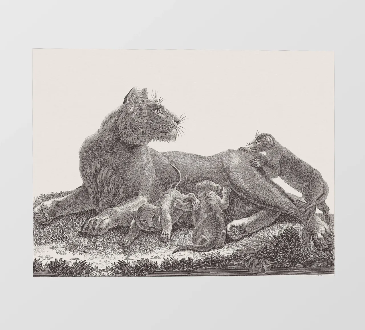Lioness and whelps sketch pellicola backlit da apoloprints