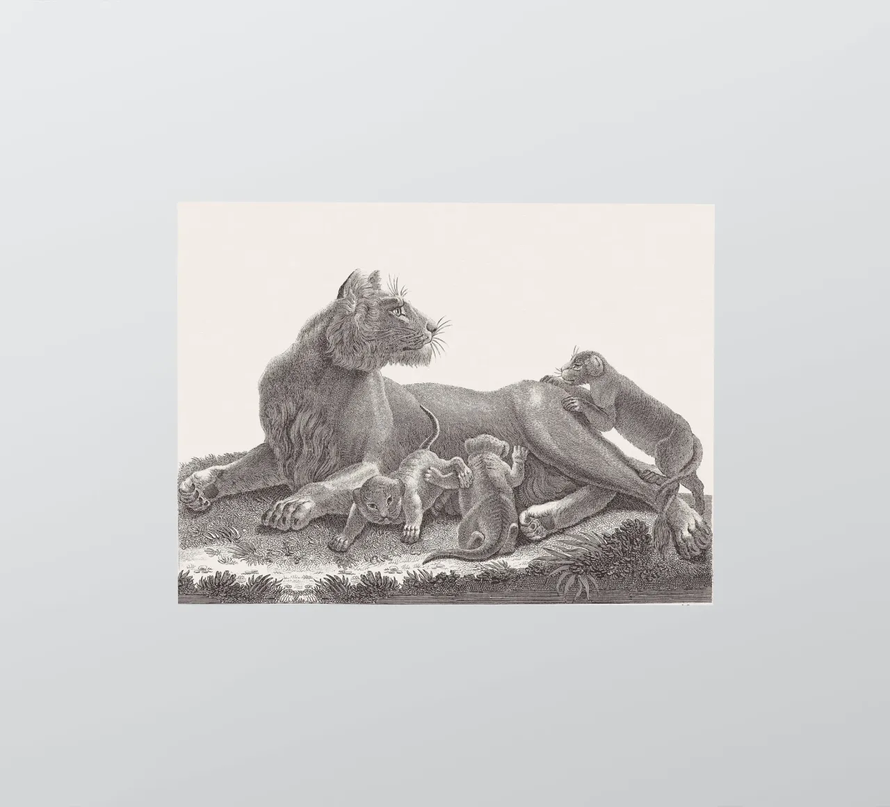 Lioness and whelps sketch autocollant de apoloprints
