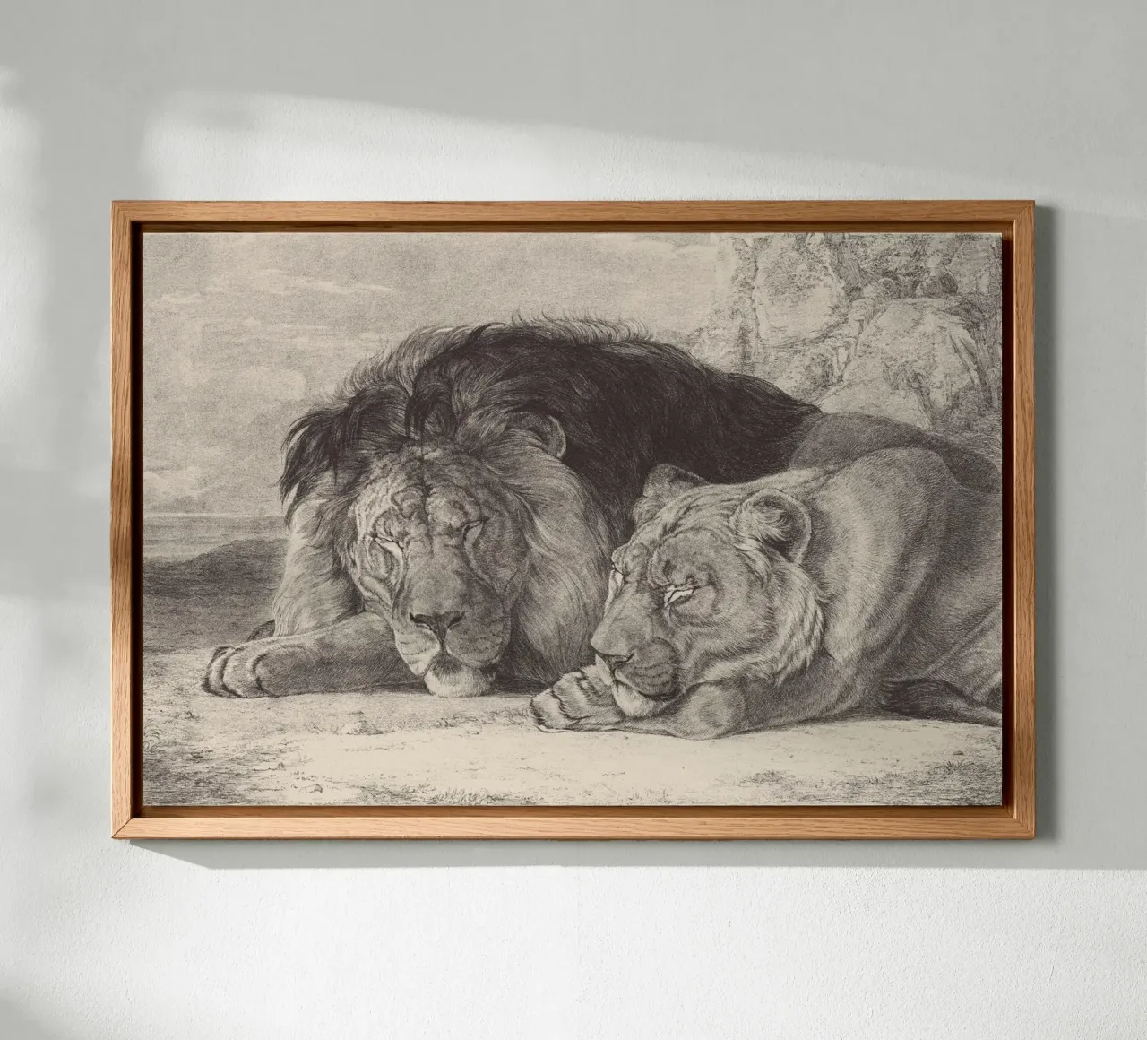 Lion and lioness sleeping tela con Cornice a cassetta da apoloprints
