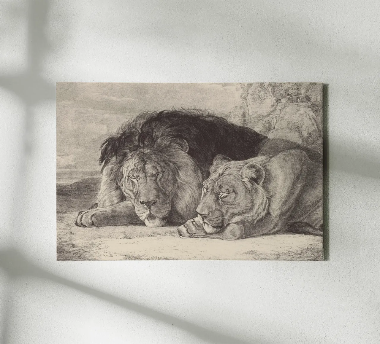 Lion and lioness sleeping tela con Cornice a cassetta da apoloprints