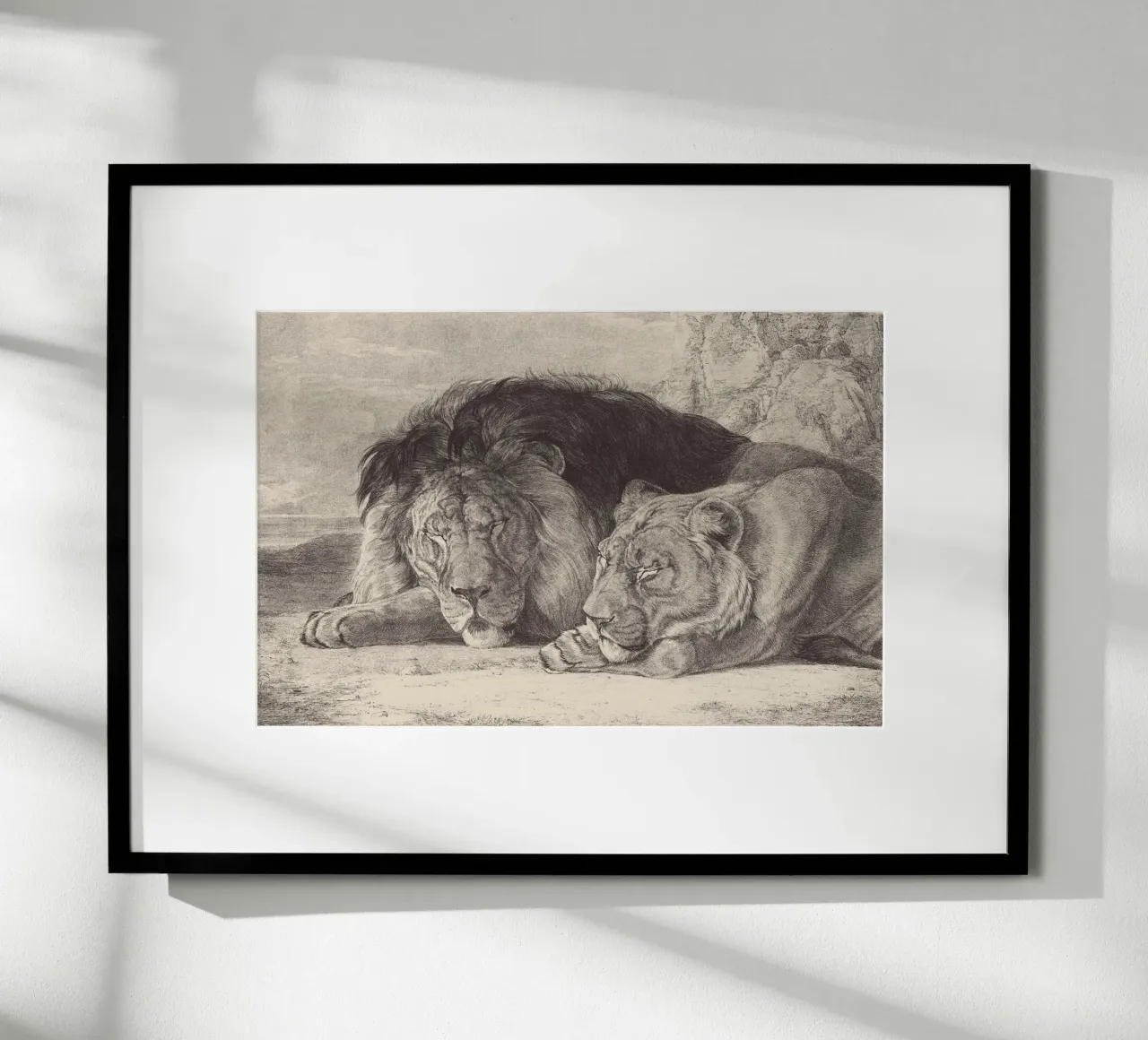Lion and lioness sleeping poster con telaio in plastica da apoloprints