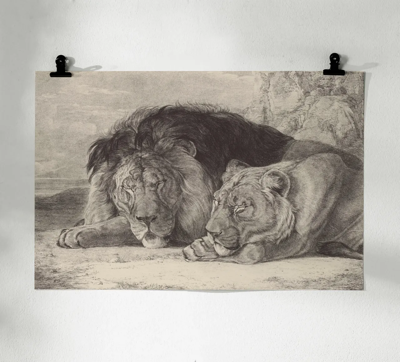 Lion and lioness sleeping poster da apoloprints