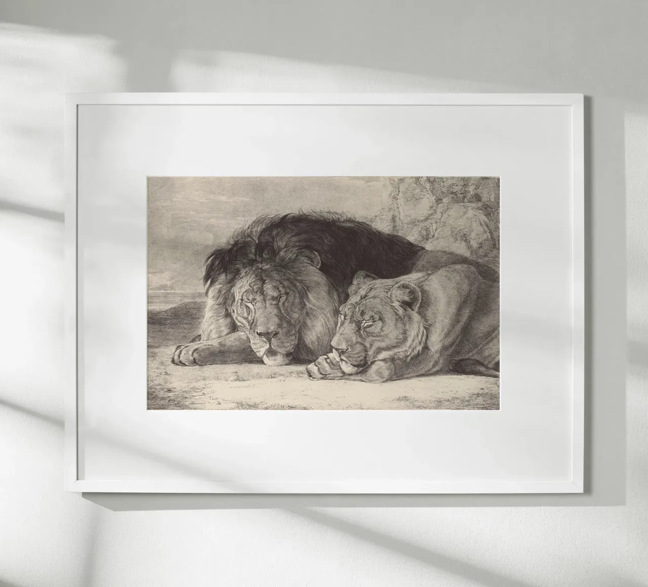 Lion and lioness sleeping poster da apoloprints