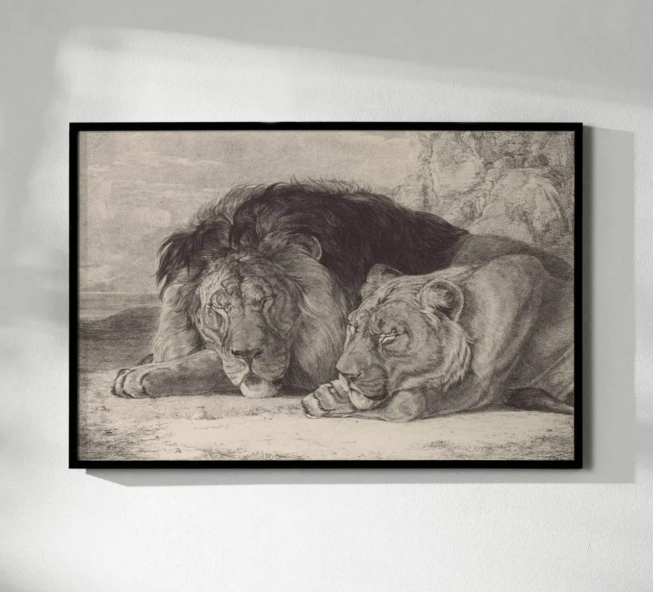 Lion and lioness sleeping poster con telaio in plastica da apoloprints