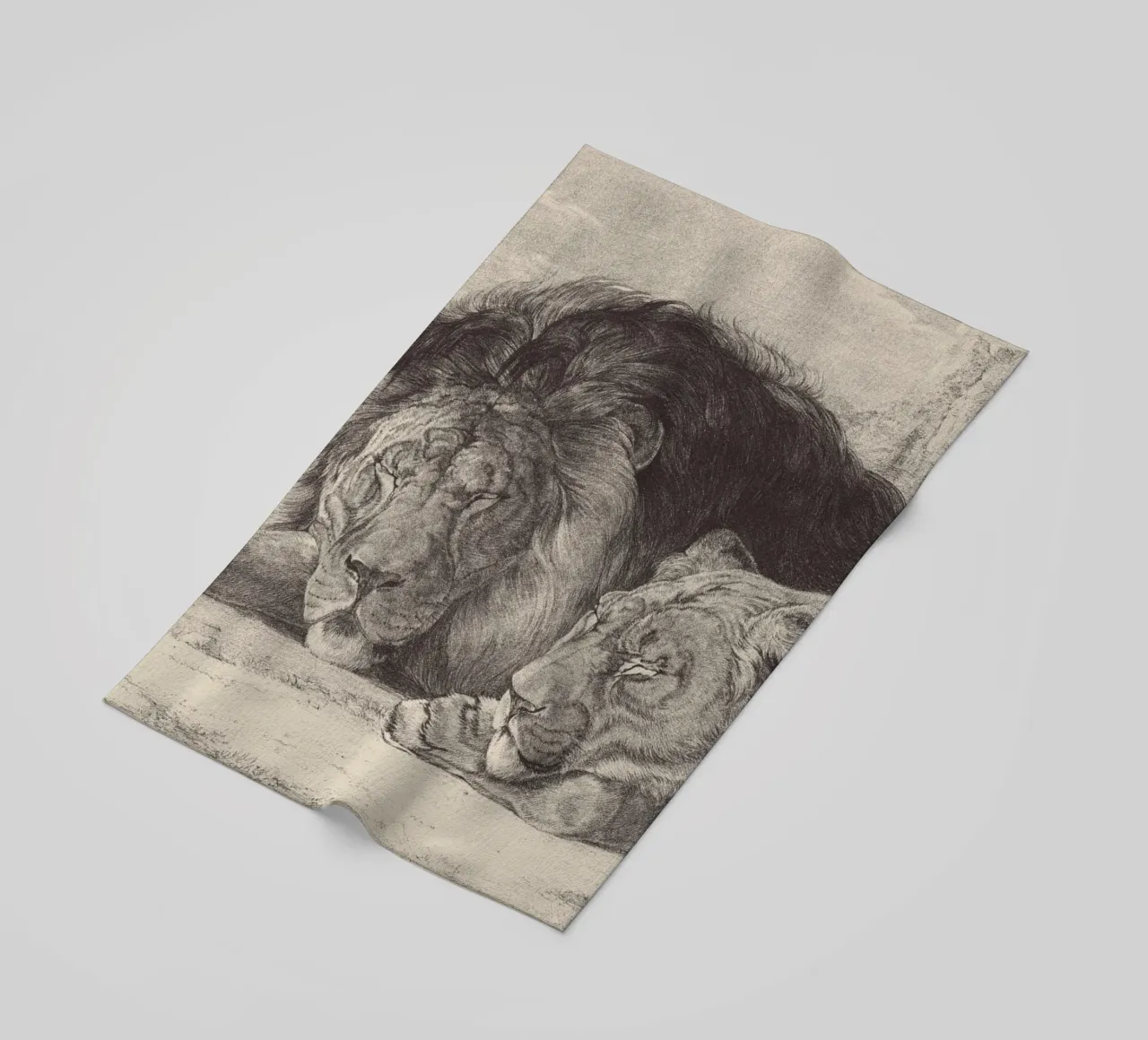 Lion and lioness sleeping telo mare da apoloprints