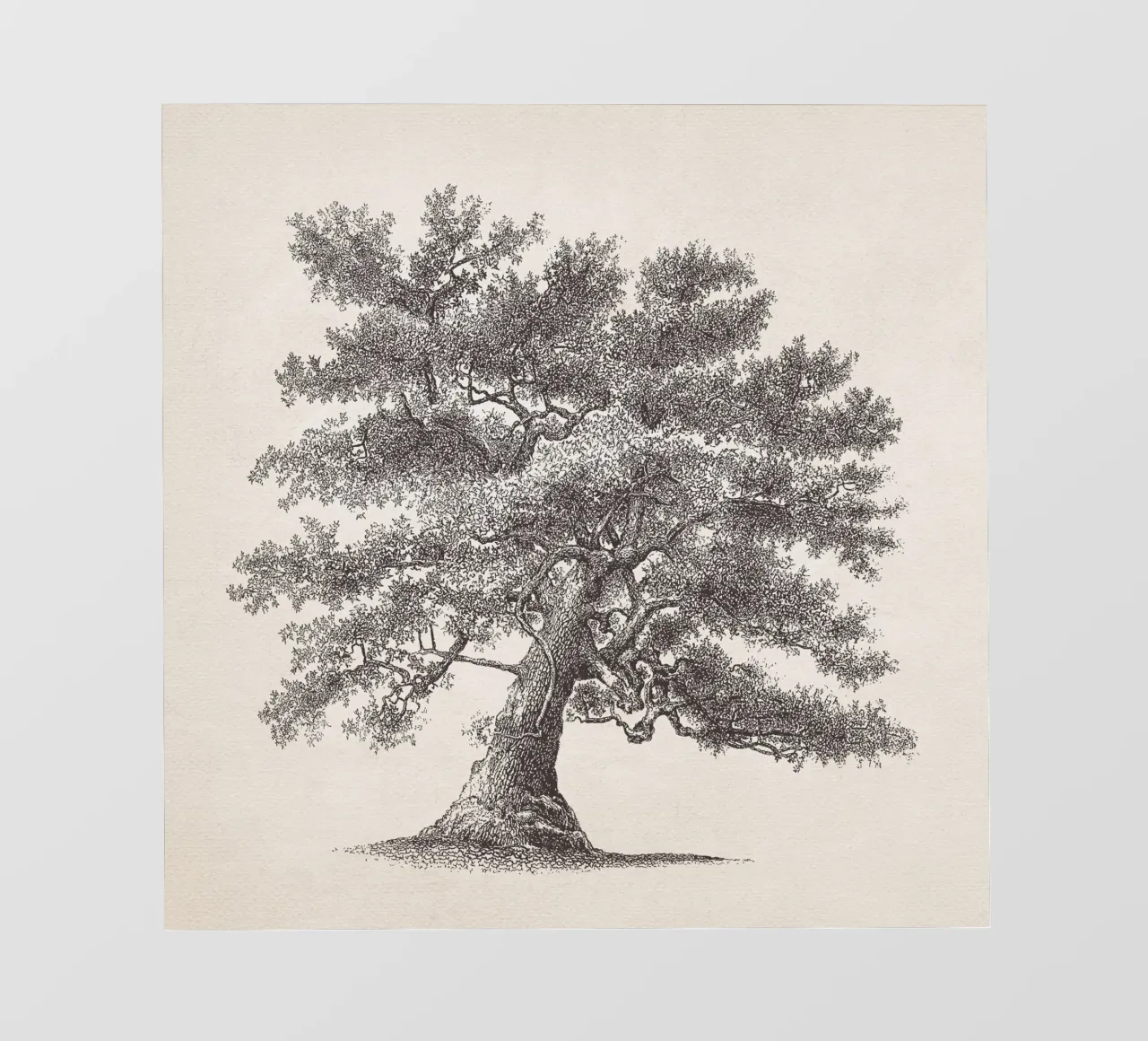 Tree Sketch - Oak pellicola backlit da apoloprints