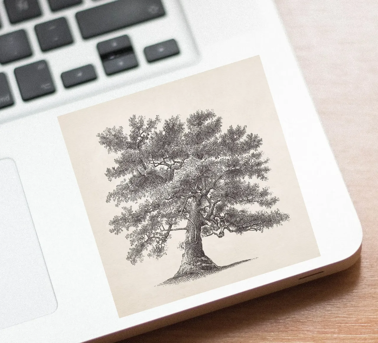 Tree Sketch - Oak adesivo da apoloprints