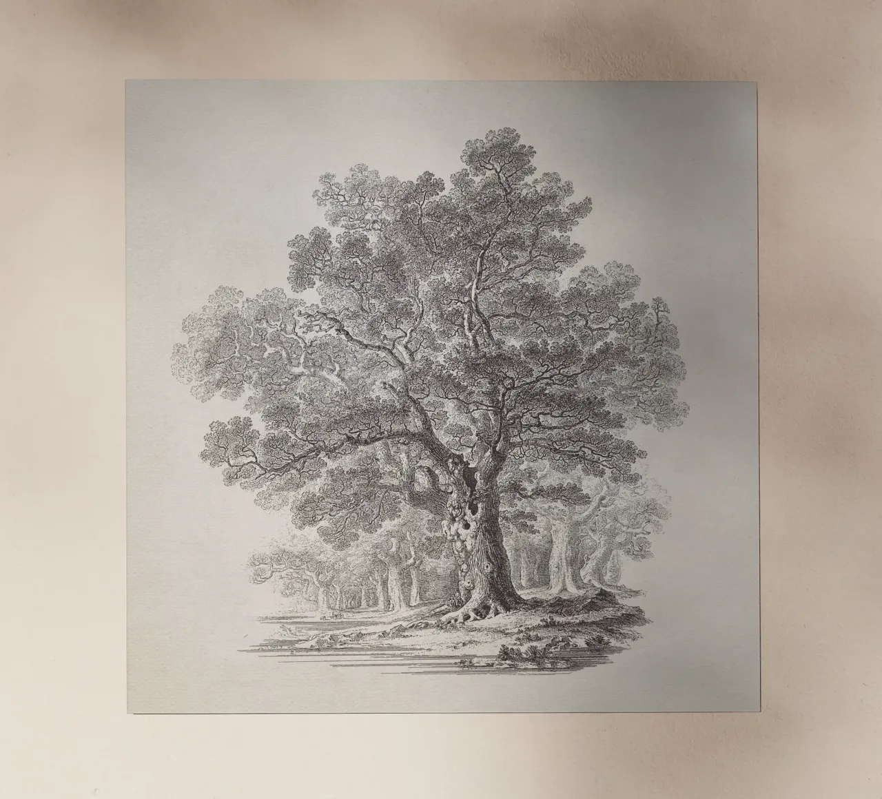 Tree Sketch - Oak Forest pellicola backlit da apoloprints