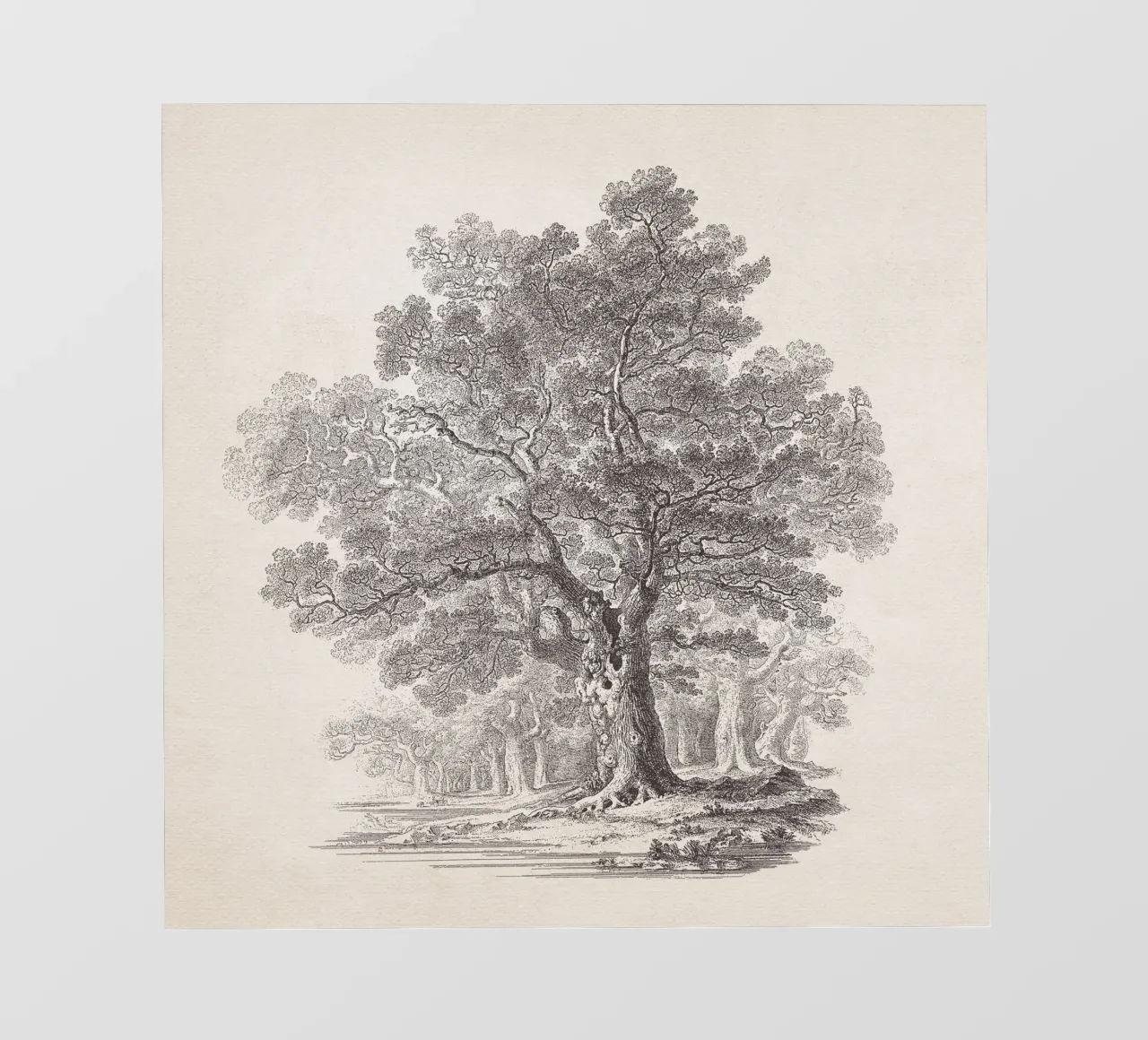 Tree Sketch - Oak Forest pellicola backlit da apoloprints